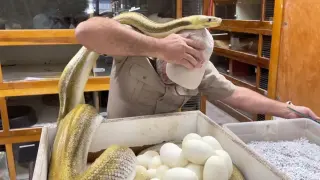 [Reptile pets] Thrilling! Jay is taking eggs from the python