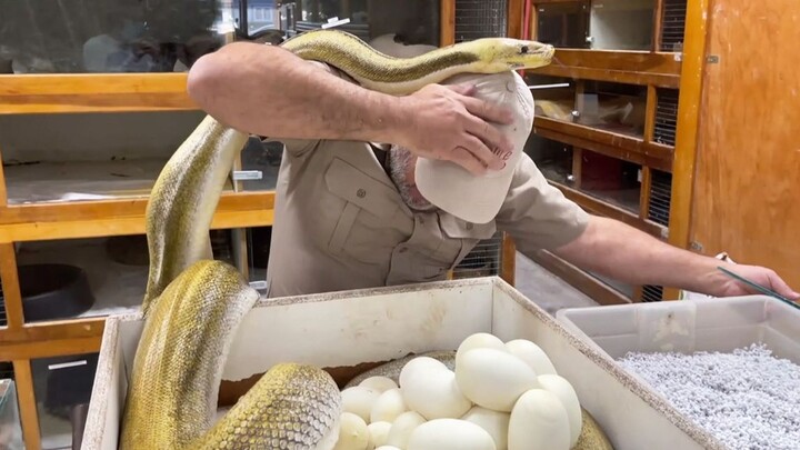 [Reptile pets] Thrilling! Jay is taking eggs from the python