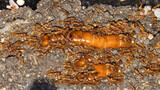 Semut tentara domestik pertama ditemukan oleh pemain