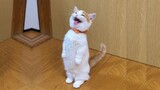 Funny Cats ✪ Adorable Baby Cats Video on tik tok