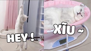 MAO TỬ béo ham ăn lại không chịu vận động 🤣 | Pets TV