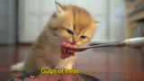 [Animals]Feeding the 1-month cat with raw meat!