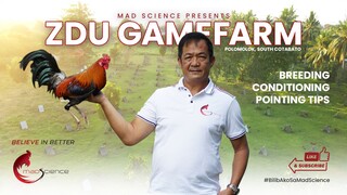 Conditioning and Pointing | Zaldy Du of ZDU Gamefarm, Polomolok South Cotabato