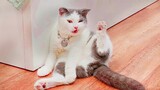 Hilarious CATS That Prove Cats Are The Biggest Jerks - Funny Pet Videos
