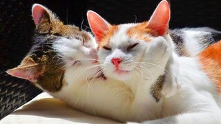 HILARIOUS CATS that We Fell in Love With Once And Forever - Funny Pets Videos