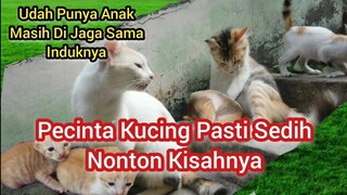 Kucing Lucu Yang Di Lindungi Induknya Sampai Dewasa Aneh Tapi Nyata Aneh Tapi Nyata Part II