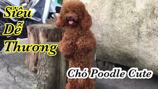 Chó Poodle CuTe Siêu Dễ Thương