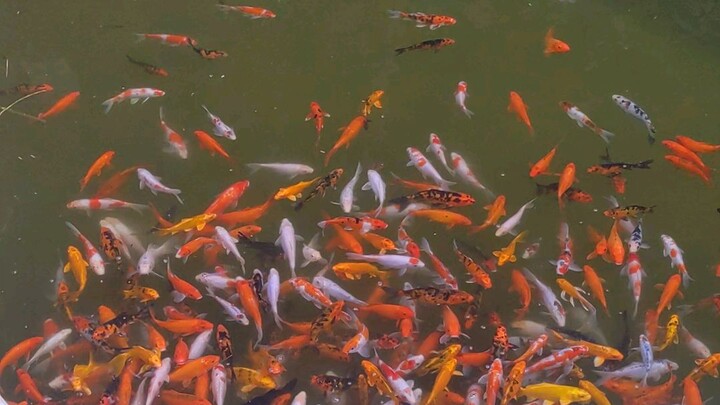 #Fishes