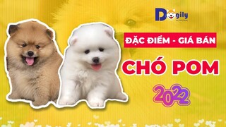 Chó Phốc Sóc (Pomeranian, Pom) giá bao nhiêu tiền năm 2022?