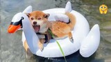 LOL! These're The Craziest Funny Dogs You Ever Seen | Pets Island
