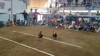 2 HITS DOUBLE ENTRYCHAMPION 1ST FIGHT WIN