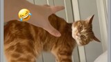New video compilation Funny Cats Funny Dogs Funniest Animal videos 😹🔥