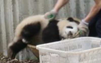 【Panda He Hua】Quietly Placed into the Basket