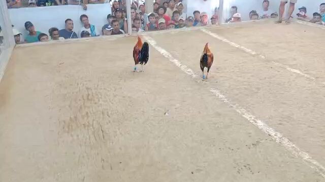 mistisohin (3x)vs.quality