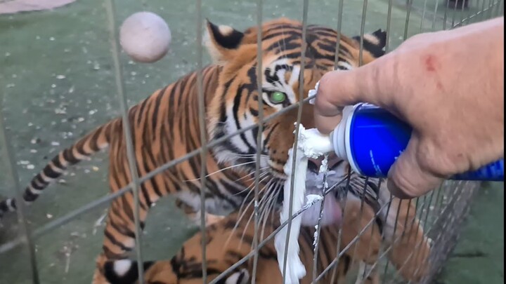 Live!  Tigers eating cream @ the Zoohouse !