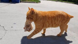 แมวจรจัดสีส้มคาบลูกไปร้านค้าเพื่อแลกแฮมอีกแล้ว มองดีๆก็เป็นแมวตัวเดิม