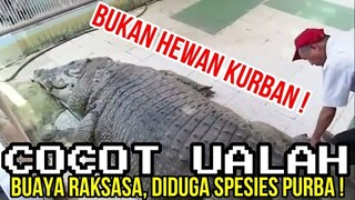 (SPESIAL IDUL ADHA) BUAYA RAKSASA PURBA ❗❗ |CHOCHOT UALAH 76