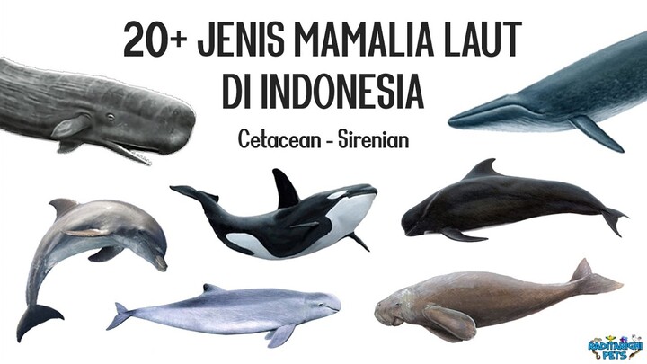 20+ Jenis Mamalia Laut (Paus, Lumba-lumba, Pesut, Porpoise, Dugong) di Indonesia