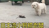Some cats don’t catch mice, but dogs are all excited to catch mice!!!