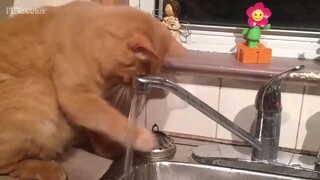 Funny video cat