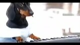 หมาเปียโน