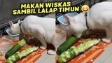 VIRAL.!🤣 Kucing Ini Makan Wiskas Sambil Lalap Mentimun & Sambel Terasi ~ Video Kucing Lucu Terbaru