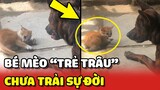 Bé mèo "TRẺ TRÂU" thể hiện CHỌC CHÓ phiên bản CHƯA TRẢI SỰ ĐỜI 😂 | Yêu Lu