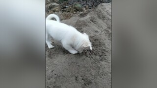 Ba lại phạt Bo...cunyeucuadua yeucho yeuchomeo cún cúncon chó chómèo chócon chókhôn yeuchomeo chócute pet dog dogsoftiktok