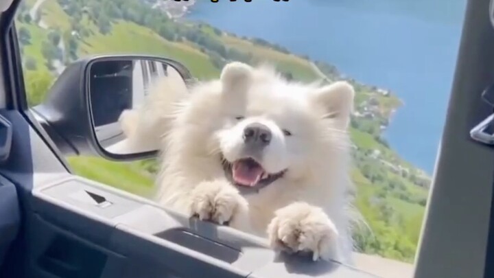 The healing moment of Smiling Angel Samoyed!