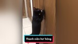 Mới lớn đã sinh thói hư rồi mèo meow Nguyenhoanghaidang meocute meohoang cat catsoftiktok catvideo