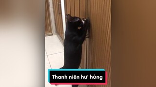 Mới lớn đã sinh thói hư rồi mèo meow Nguyenhoanghaidang meocute meohoang cat catsoftiktok catvideo