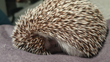 [Animals]When you think little hedgehog is sleeping...