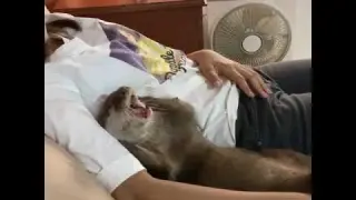 Sleepy OTTER Uma with human sister snuggling, and chilling. Besties forever. Our Queen Oshka.