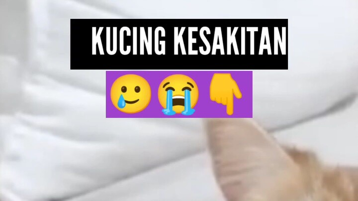 INDUK KUCING KESAKITAN SUNGGUH TAK TEGA