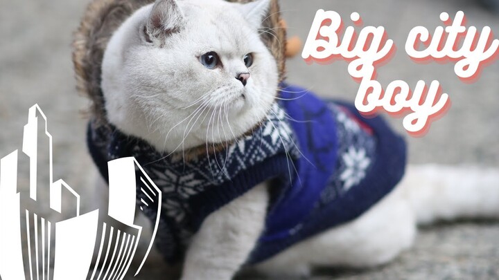 Meowing british shorthair cat Apollo goes for a walk in Chicago