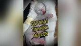 Để dưới quê không ổn nên đem lên Sài Gòn khám & chữa cho Haru... mèo haru haruthecat meoharu