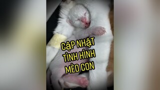 Để dưới quê không ổn nên đem lên Sài Gòn khám & chữa cho Haru... mèo haru haruthecat meoharu