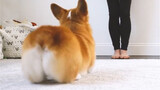 [Animals]Cute moments of Corgis with cute butts