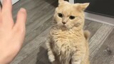 Invincible Meow Meow Fist