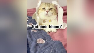 Tui xỉu trước nha 🙄🙄🙄 mèo cute cat