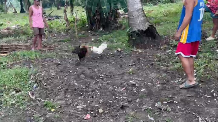 Puti vs pula