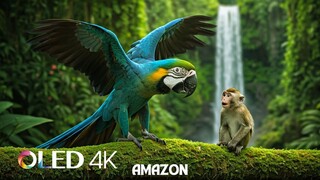 Amazon Jungle 4K_ Wild Animals of Rainforest_ Relaxation Film_ Meditation Music _ Nature Sounds
