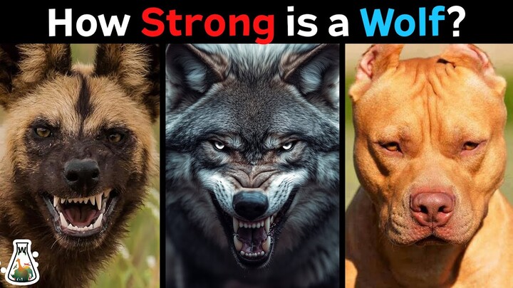 How Strong is a Wolf Compared to Other Canids?