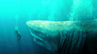 "The Megalodon" A giant octopus 10,000 meters under the sea was finally defeated by the ancient mega