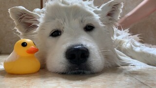 Binatang|Memandikan Samoyed