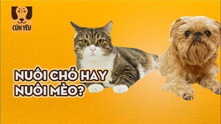 Nuôi Chó Hay Nuôi Mèo: Xem Ngay Nếu Bạn Còn Phân Vân! | Cún Yêu & Meow | Coi Là Ghiền