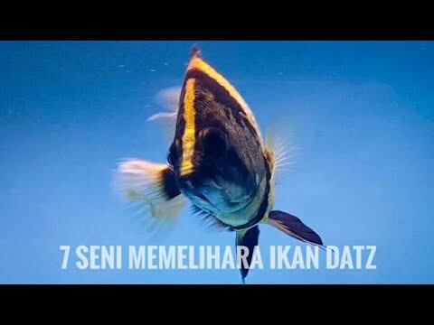 7 SENI MERAWAT IKAN DATZ (TIGER FISH)