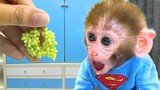Baby Monkey Bon Bon Eats Mini Fruit and playing with the puppy and baby rabbit