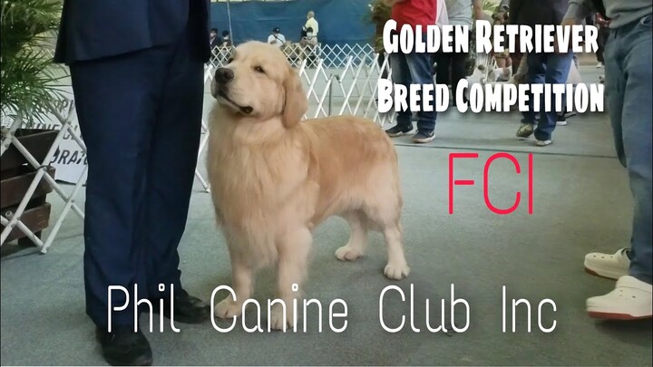 Golden Retriever Breed Competition | Phil Canine Club Inc.| Judge Mr. Milo Valdez | HDW TV