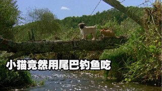 《小猫的故事》小猫咪流落森林，用尾巴钓鱼吃。日本温馨剧情冒险电影